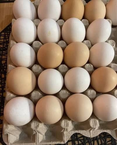 Sprzedam jaja kurze.