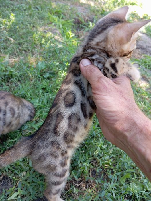 Бенгальский мальчик Ben n-24