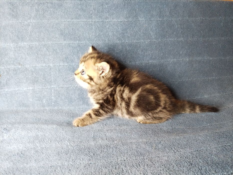 Котята Скоттиш страйт