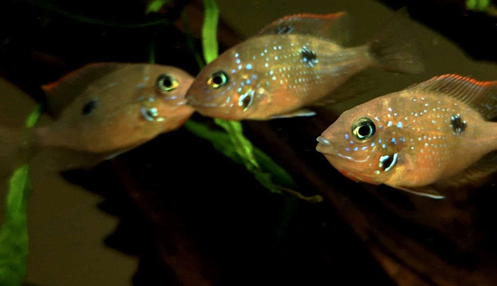 Młode pielęgnice Eliota (Thorichthys ellioti)