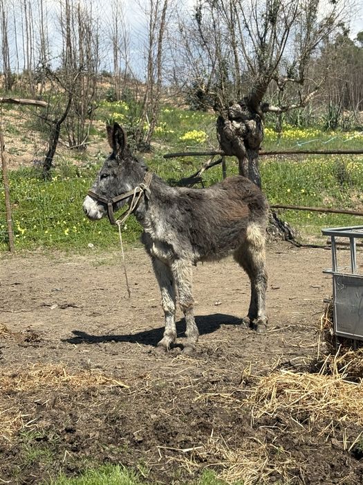 Burro com 5 anos montado e engatado