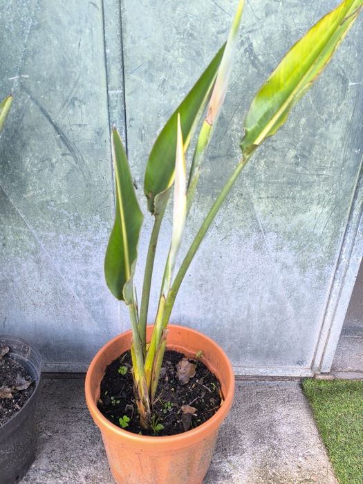 Estrelícia (Strelitzia reginae) disponível em vaso ou em pé