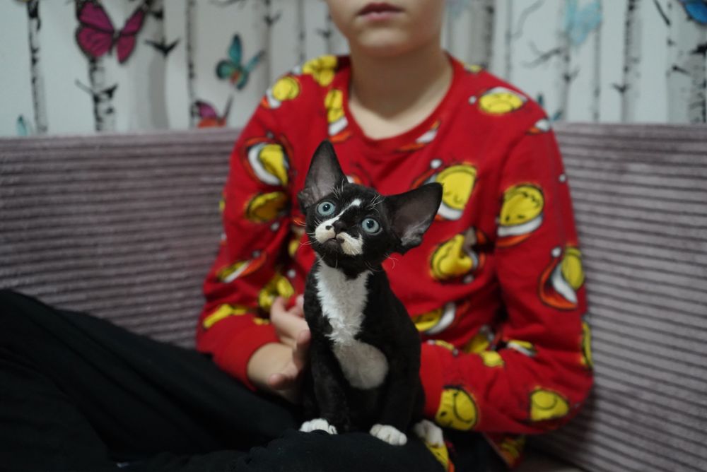 Kotka Devon Rex KENYA