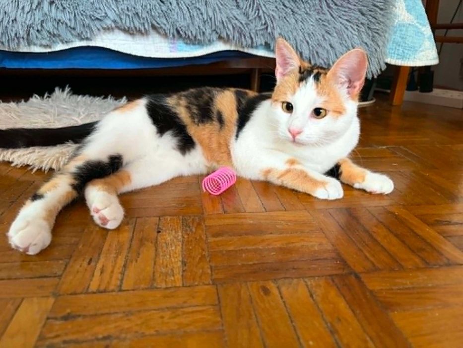 Gracja, piękna koteczka do adopcji.