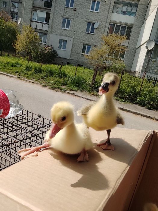 Гусенята порода італійська біла , харківська сіра
