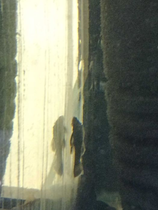 Zbrojniki Green Dragon mlody