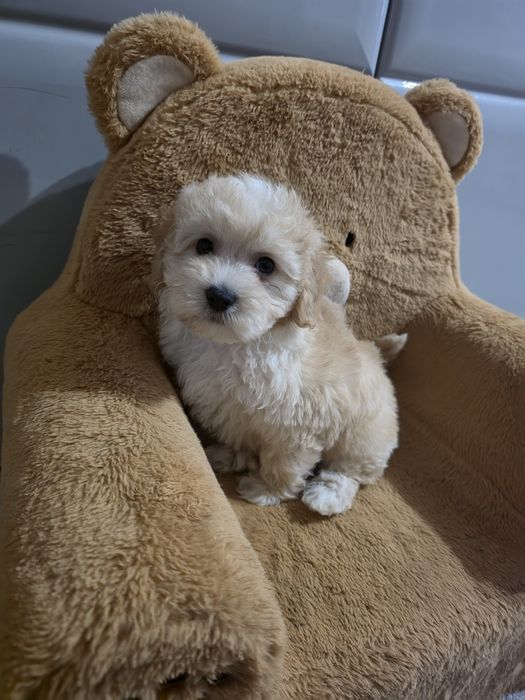Śliczny piesek Maltipoo