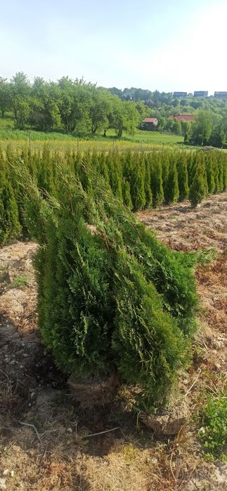 WYPRZEDAŻ Tuja szmaragd 150-160cm