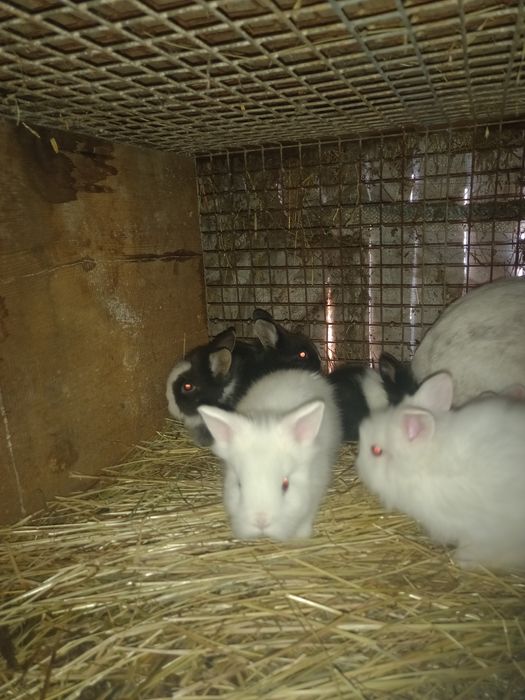 Króliki kilka ras młode i dorosłe