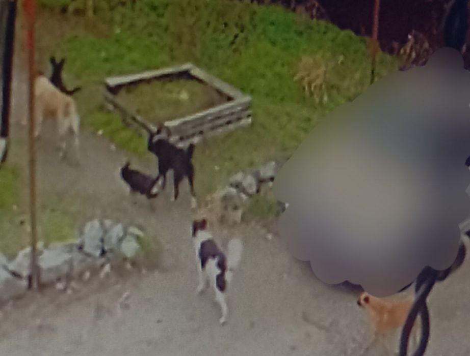 ‼️Загубилася собака‼️