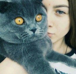 Вязка шотландський висловухий.