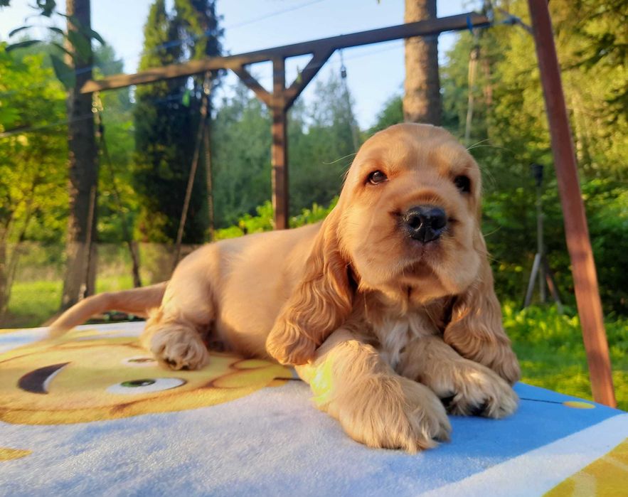 Cocker Inglês dourado