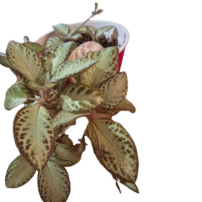 Вкоріна епісція. Кімнатні рослини