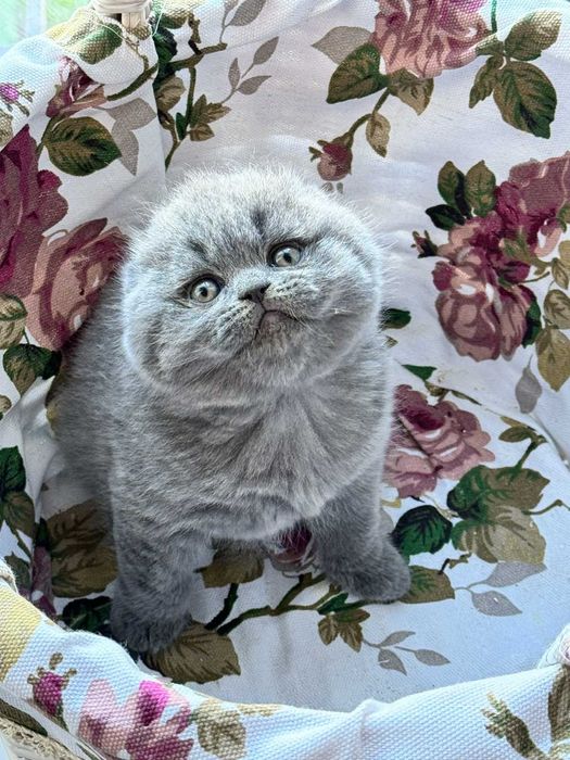 Шотландський висловухий хлопчик Вілліс