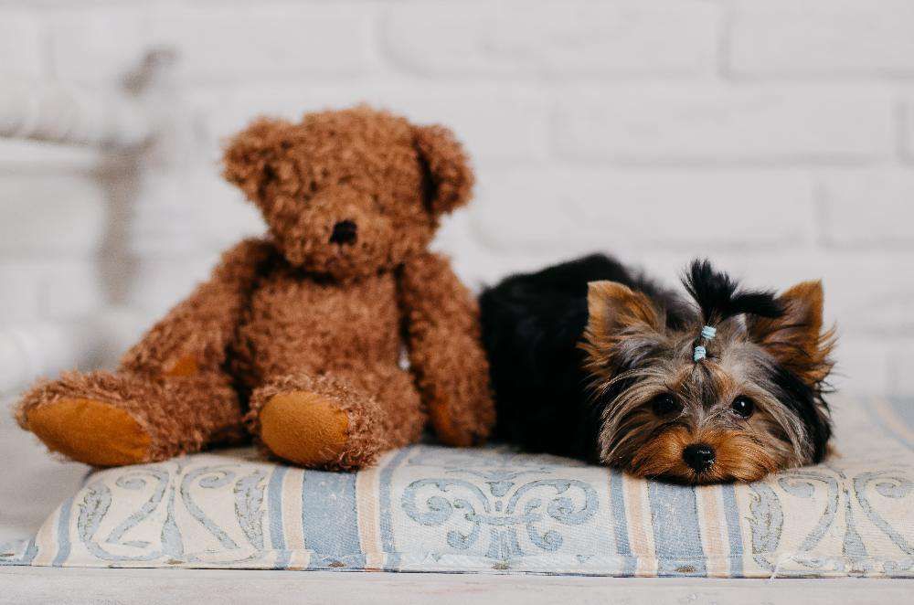 Міні йорки для в"язки, КСУ!!!