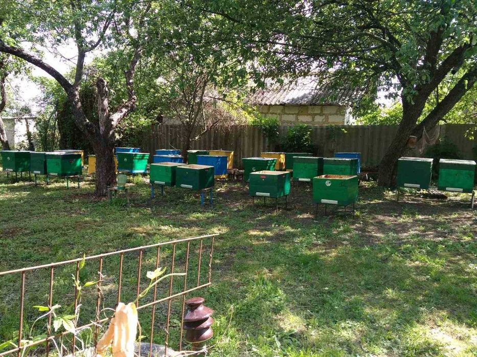 Укомплектовані вулики