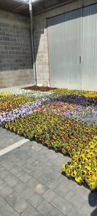 Sprzedam kwiatki Bratki