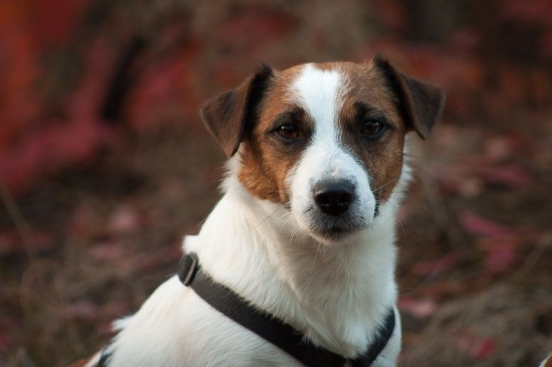 Готові їхати до нових родин вже сьогодні