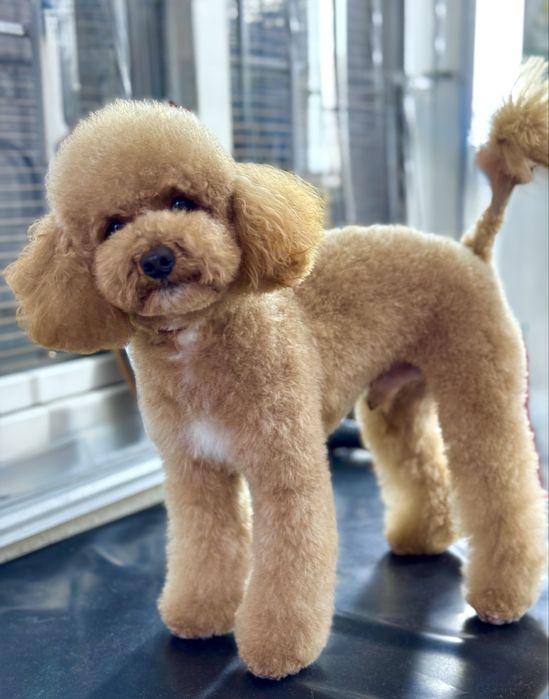 Стрижка собак -Совиньен,Черноморка,червоный хутор,лиманка