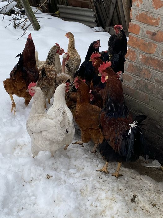 Продам петухів один -300 грн.