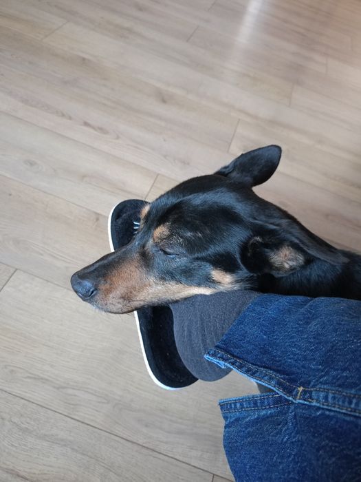 Murzynek szuka domu.