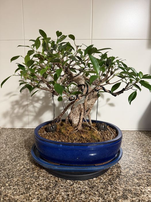 Bonsai Ficus + adobu Japonês+ medidor TDS