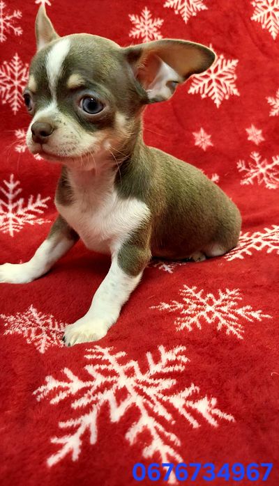 Чихуахуа міні та мікро хлопці з ДОКУМЕНТАМИ!