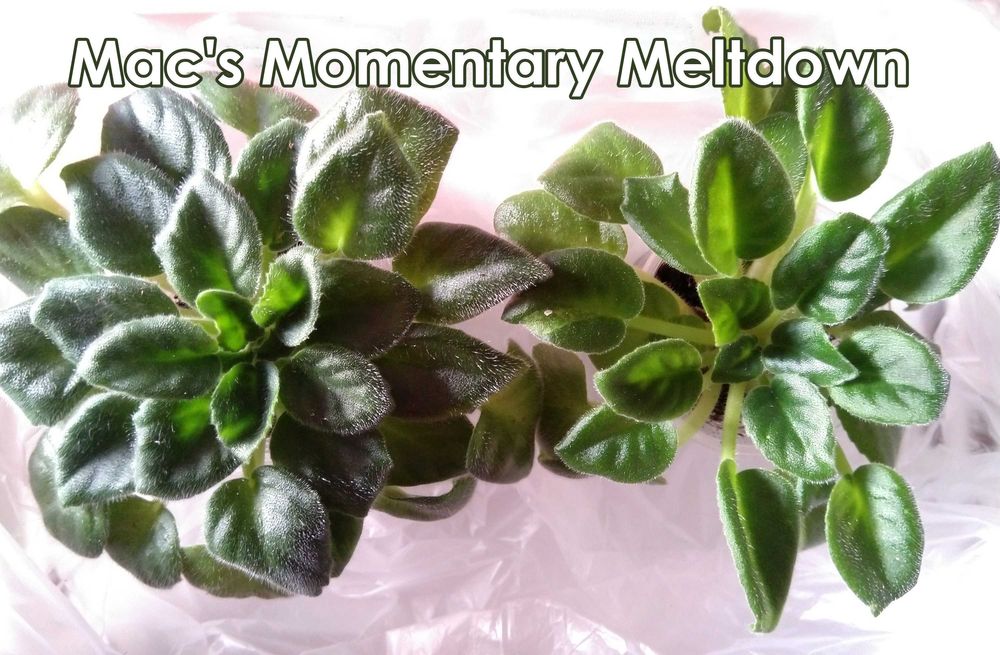 набор: 9 шт. фиалка взрослая-стартёры-детки(сенполия)