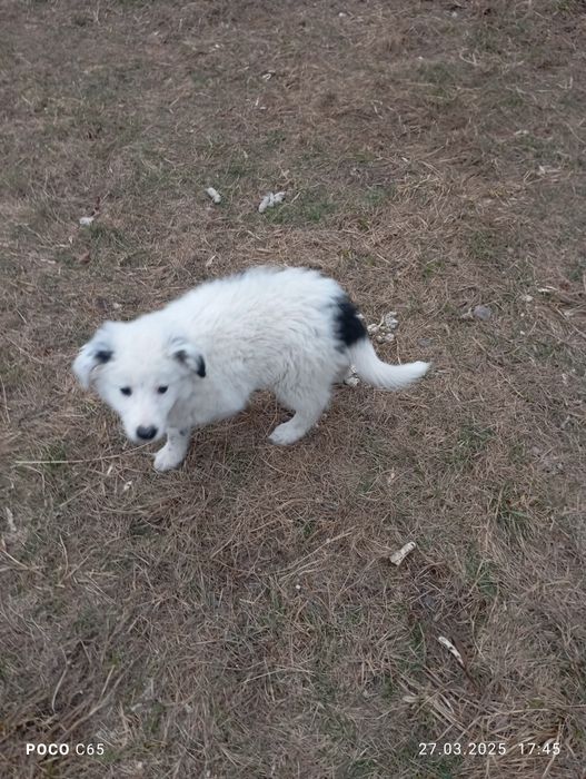 Віддам цуценя у добрі руки.