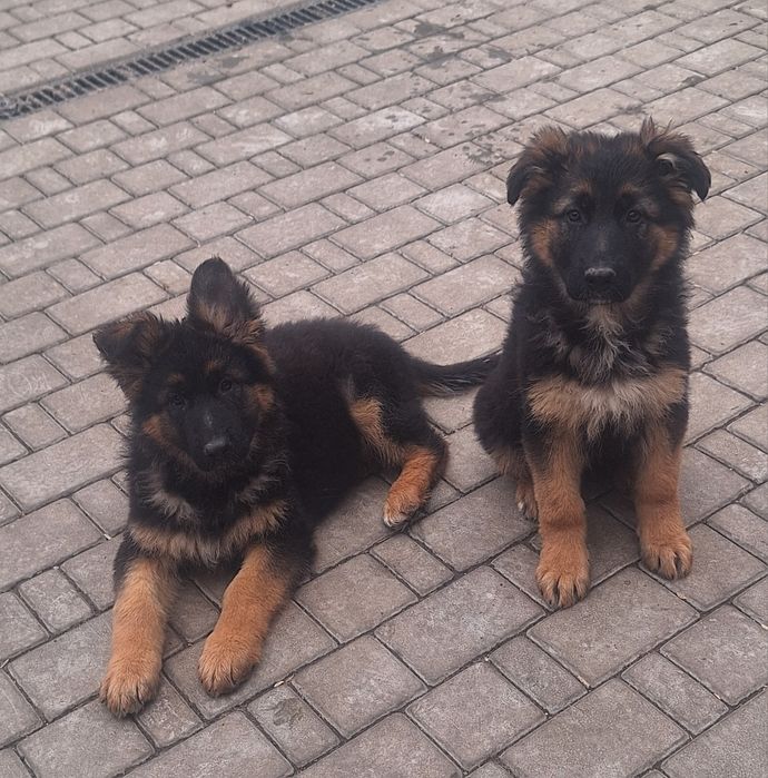 Щенок немецкая овчарка