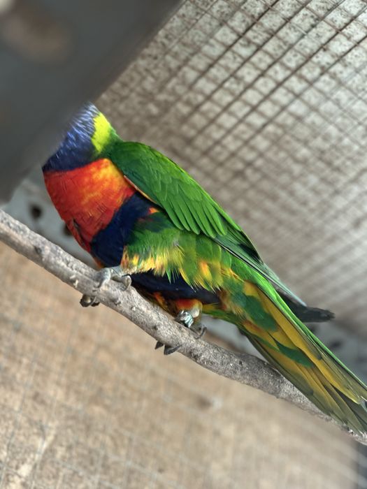 Loris Do Ano Passado