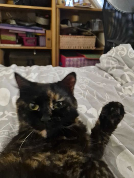 Марселін, Кішка.