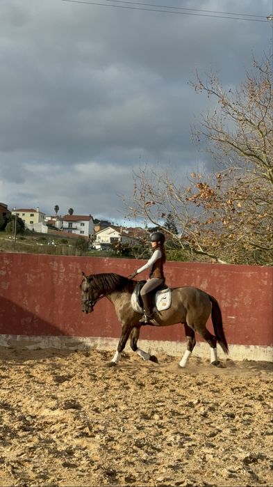 Poldro Lusitano Puro - Potro Bay Blue book Complet Ortigao coast lines