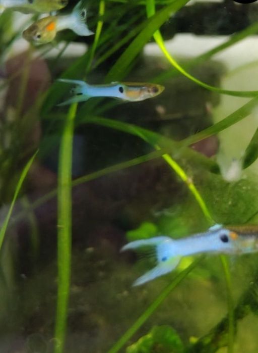 15 Gupików Japan Blue, roślinki i korzeń.