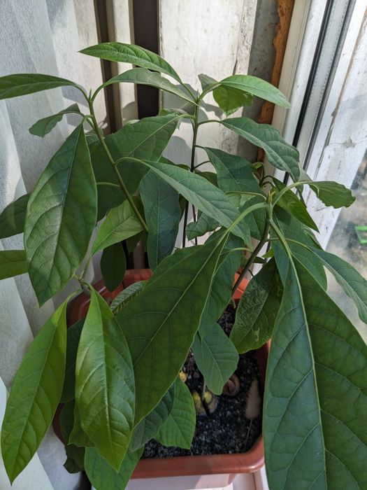 Авокадо кімнатне