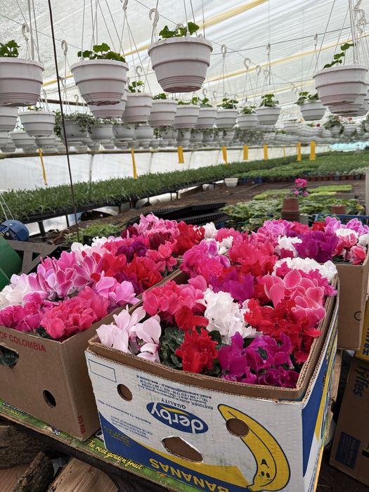 Продам оптом квіти: цикламен, примула звичайна і примула махрова