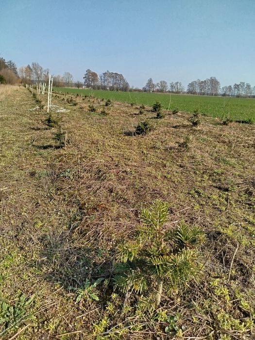 Choinki, Swierk pospolity,iglaki. Swierki