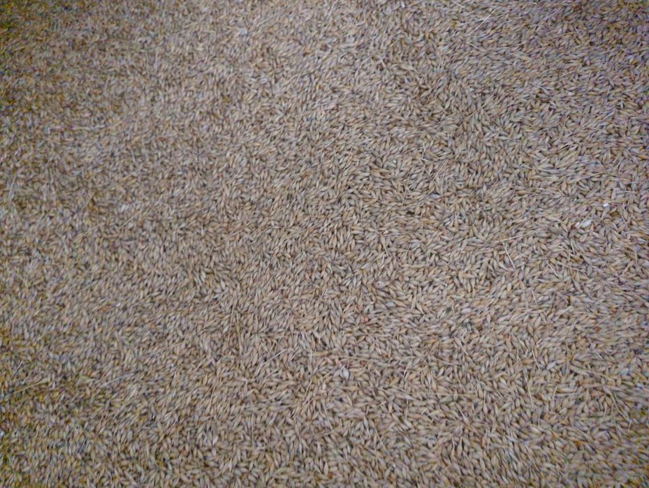 Продам ячмінь ярий