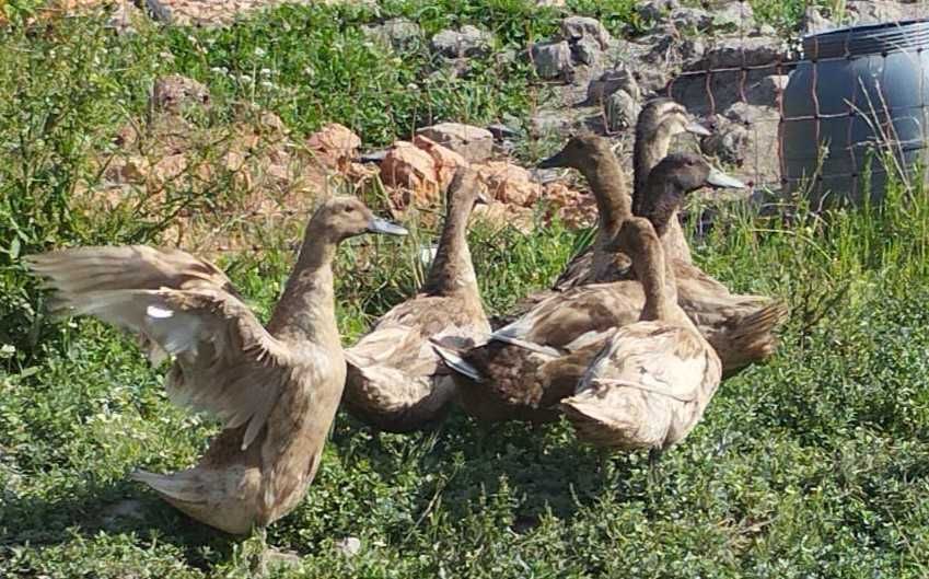 Patos Khaki Campbell
