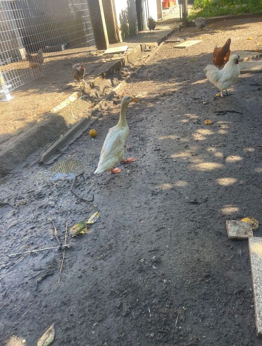 Pato indiano corredor macho