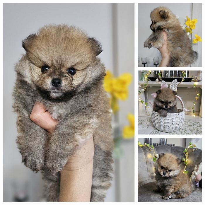 Sunia  Szpic miniaturowy pomeranian ZKwP FCI