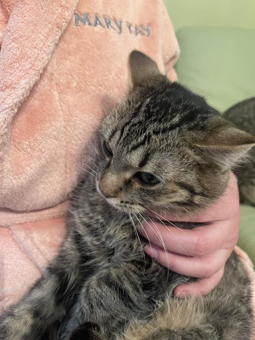 Долар, кастрований котик