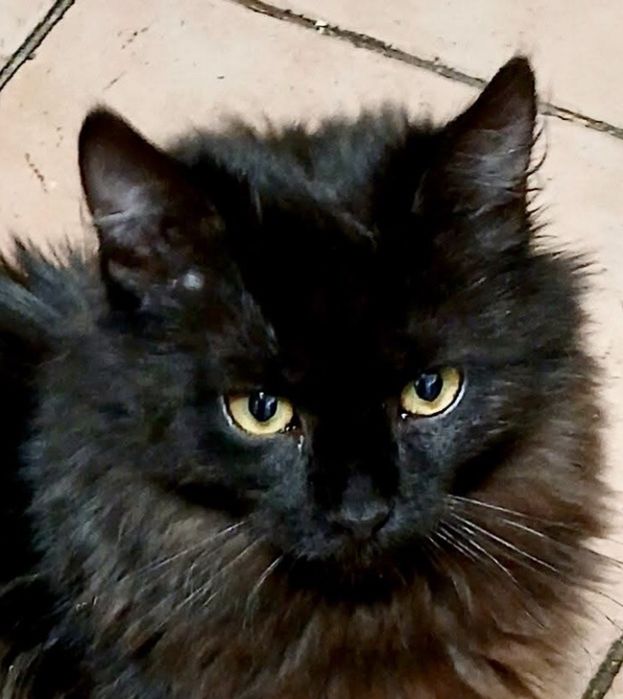 Чорний хлопчик кошенятко БЛЕК в пошуку сім'ї