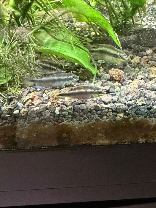 Crias de Kribensis 3/4/5cm desde 1,80€