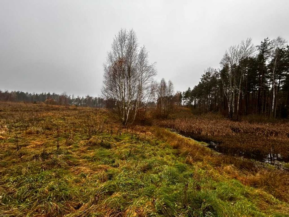 Działka 3000 m² z linią brzegową stawu, przy lesie | Szczodrowo