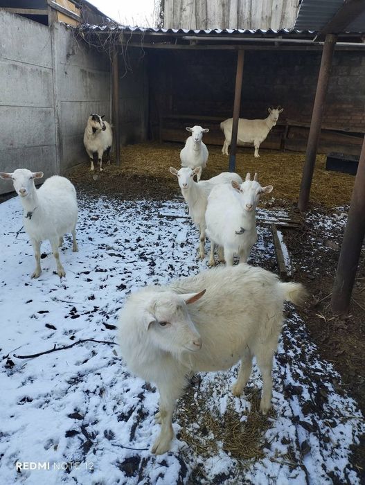 Терміново продаю кози