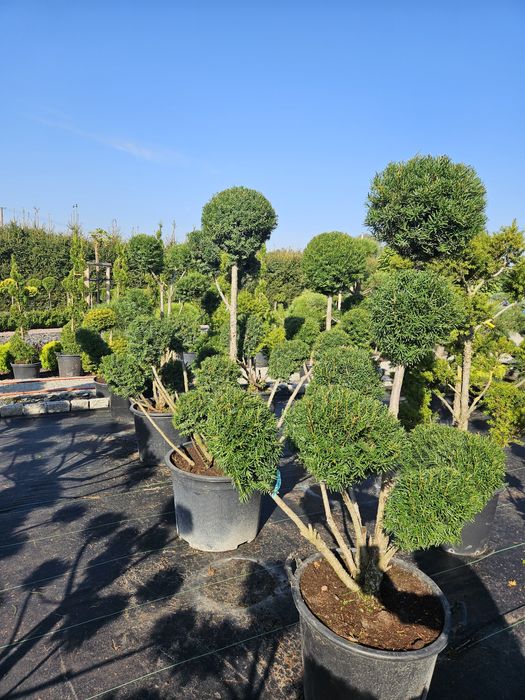 Cisy formowane bonsai.Sosna.Jałowiec. Kratownica.Panel