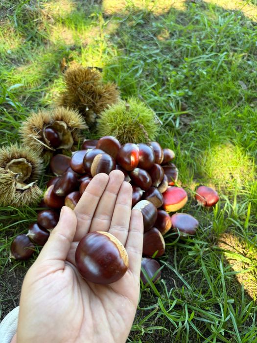 Castanhas de excelente qualidade – Venda ao kg