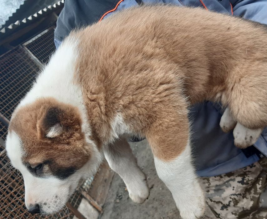 Щенки Среднеазиатской овчарки Алабай