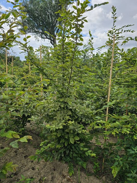Grab pospolity. Soliter. Żywopłot. Bonsai.